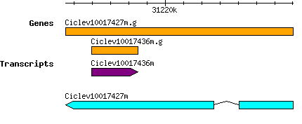 Ciclev10017427m.g.png
