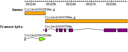Ciclev10002934m.g.png