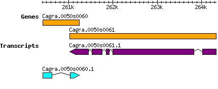 Cagra.0050s0060.png