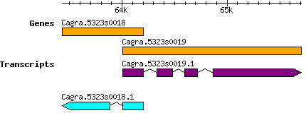 Cagra.5323s0018.png