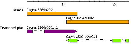 Cagra.8264s0002.png