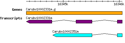 Carubv10002331m.g.png