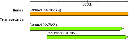 Carubv10007866m.g.png