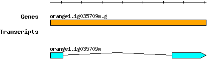 orange1.1g035709m.g.png