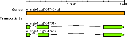 orange1.1g034746m.g.png