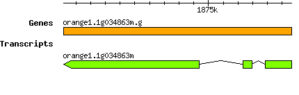 orange1.1g034863m.g.png