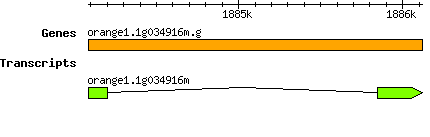 orange1.1g034916m.g.png