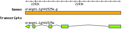 orange1.1g041525m.g.png