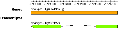 orange1.1g037490m.g.png