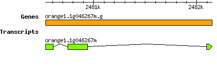 orange1.1g046267m.g.png