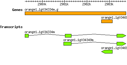 orange1.1g034334m.g.png