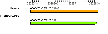orange1.1g037576m.g.png