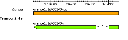 orange1.1g035203m.g.png