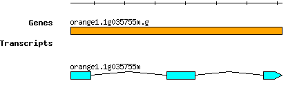 orange1.1g035755m.g.png