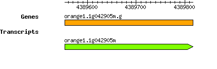 orange1.1g042905m.g.png