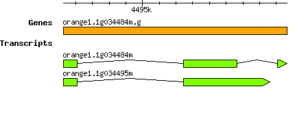 orange1.1g034484m.g.png