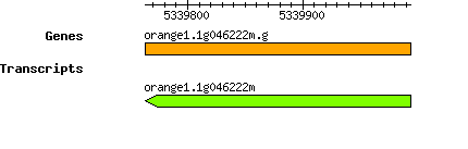 orange1.1g046222m.g.png