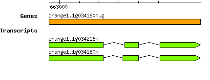 orange1.1g034160m.g.png