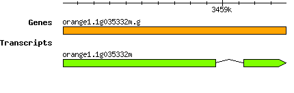 orange1.1g035332m.g.png
