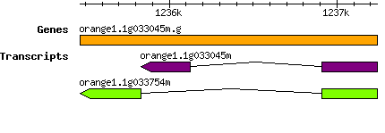 orange1.1g033045m.g.png