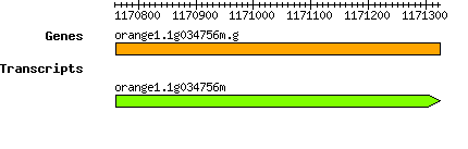 orange1.1g034756m.g.png