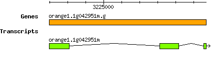 orange1.1g042951m.g.png