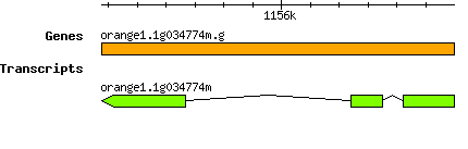 orange1.1g034774m.g.png