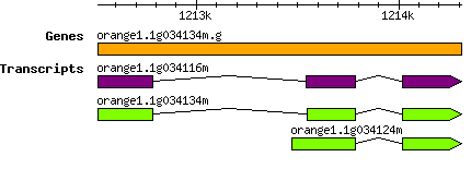 orange1.1g034134m.g.png