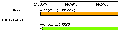 orange1.1g045565m.g.png