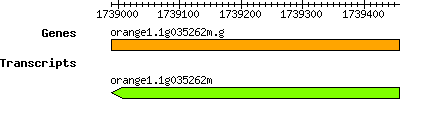 orange1.1g035262m.g.png
