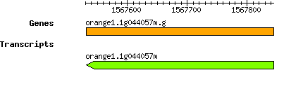 orange1.1g044057m.g.png
