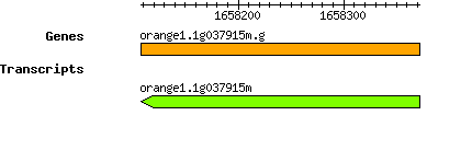 orange1.1g037915m.g.png