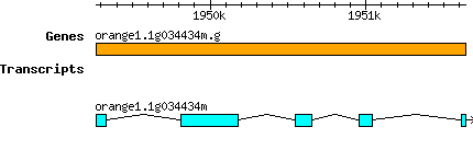orange1.1g034434m.g.png
