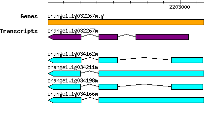 orange1.1g032267m.g.png