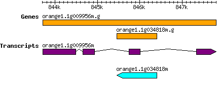 orange1.1g034818m.g.png