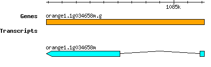 orange1.1g034658m.g.png
