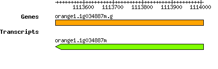 orange1.1g034887m.g.png