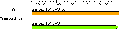 orange1.1g043703m.g.png