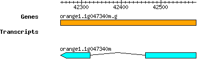 orange1.1g047340m.g.png
