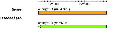 orange1.1g046474m.g.png
