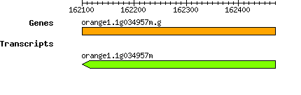 orange1.1g034957m.g.png