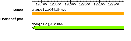orange1.1g034184m.g.png