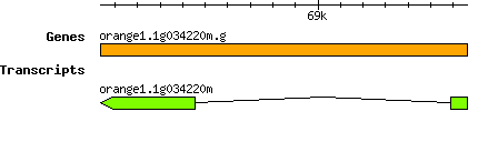 orange1.1g034220m.g.png
