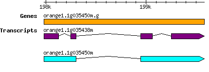 orange1.1g035450m.g.png