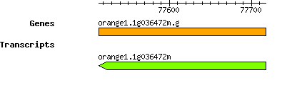 orange1.1g036472m.g.png