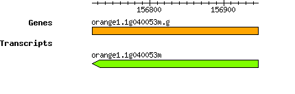 orange1.1g040053m.g.png