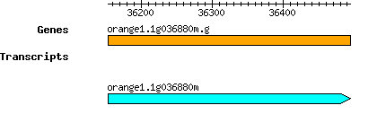 orange1.1g036880m.g.png