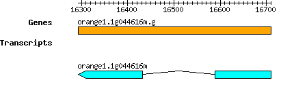 orange1.1g044616m.g.png