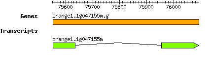 orange1.1g047155m.g.png