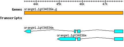 orange1.1g034836m.g.png